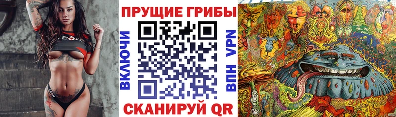 Галлюциногенные грибы Psilocybe  Владикавказ 
